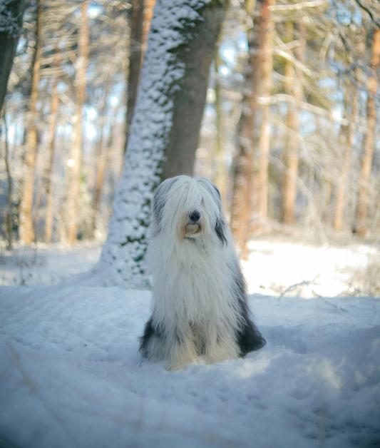 Fluffy dog sitting in a sunny snowy forest